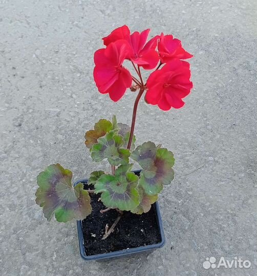 Пеларгония герань