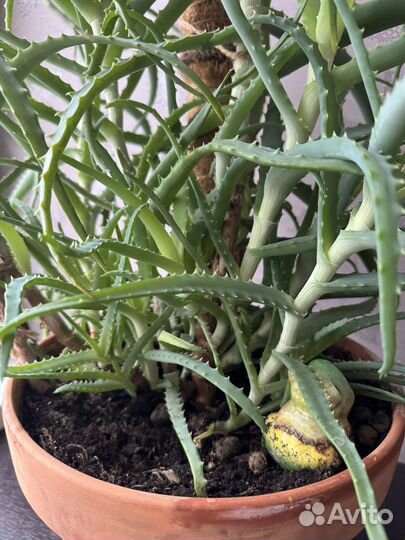 Алоэ столетник