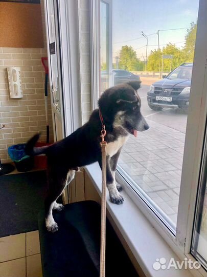 Щенок мальчик Барон 4 мес