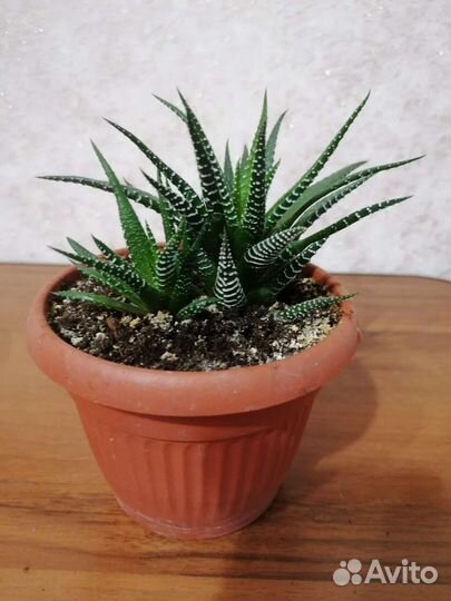 Комнатные цветы