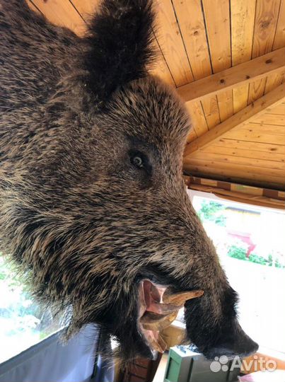 Чучело головы кабана