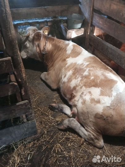 Корова дойная с теленком