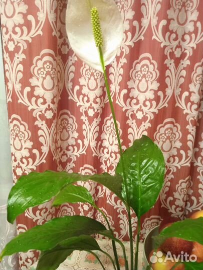 Спатифиллум