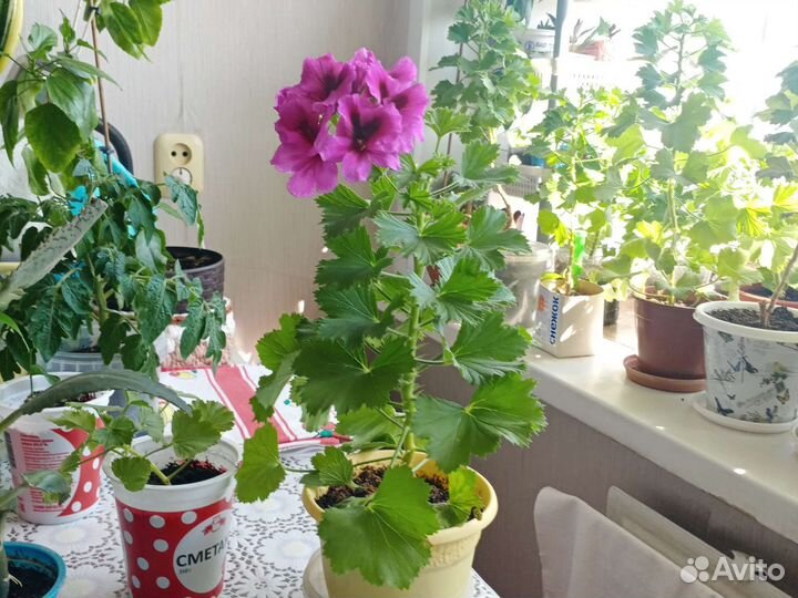 Королевская пеларгония, герань