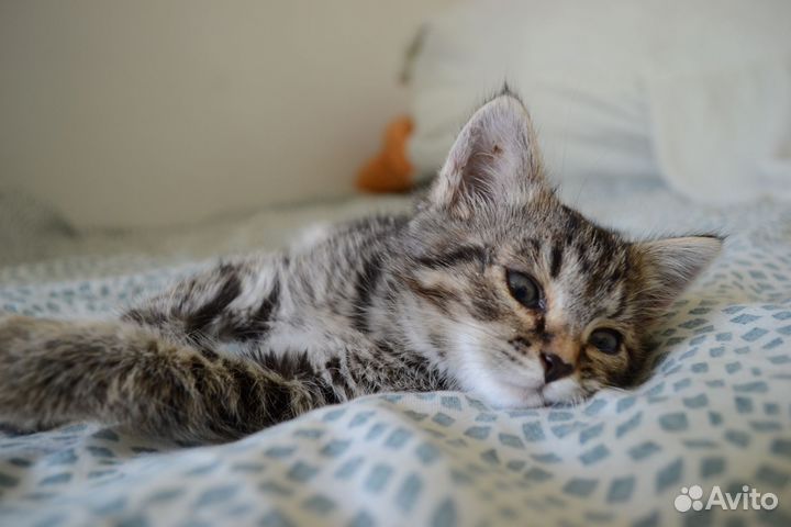 Котенок-тигренок девочка