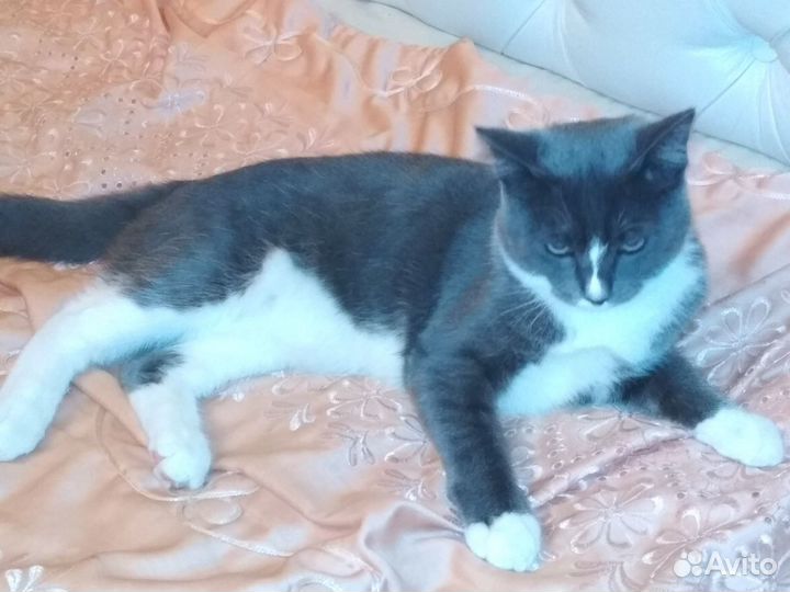 Кот на вязку