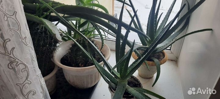 Алоэ вера три и четыре года