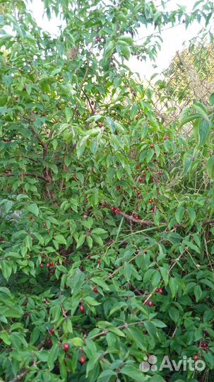 Ягоды кизила