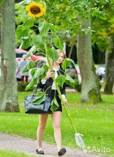 Букет на 1 сентября