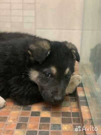 Щенки метисы овчарки