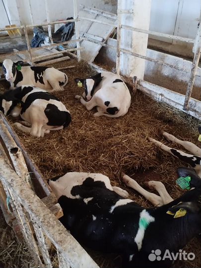 Бычки мясные