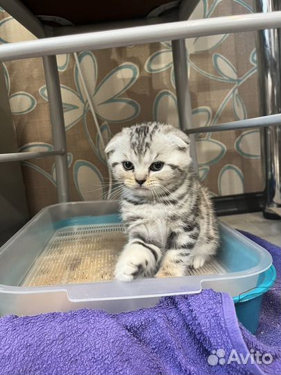 Шотландский вислоухий мальчик