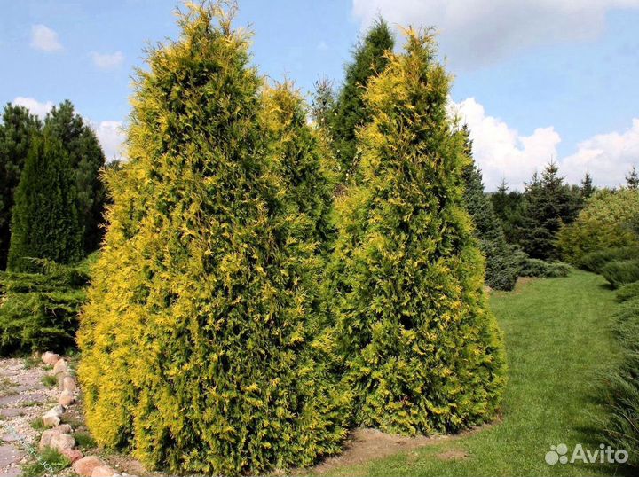 Туя с доставкой