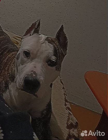 Щенки амстаффа