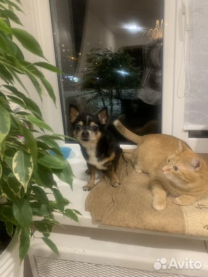 Котоняня, зооняня, присмотр за маленькой собачкой