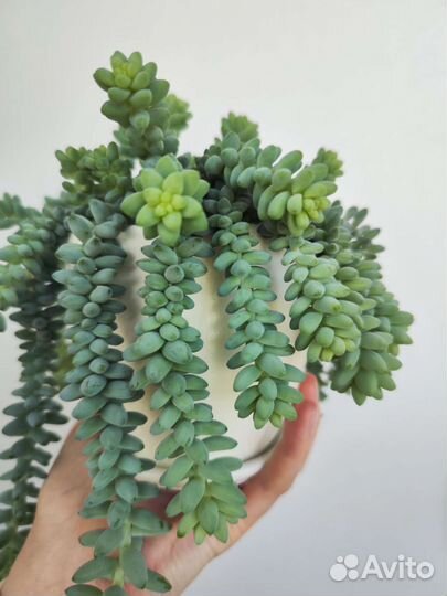 Седум Буррито (ампельный суккулент)