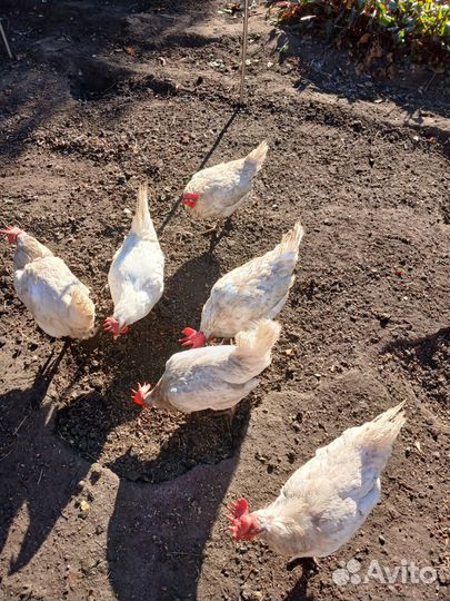 Куры несушки продам