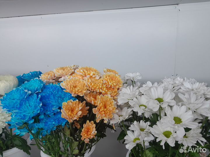 Цветы Хризантемы