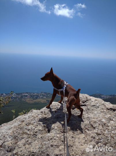 Цвергпинчер для вязки