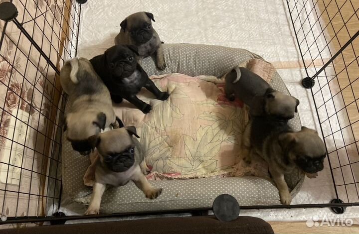 Щенки мопса