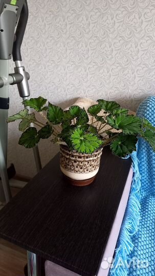 Бегония Тигровая