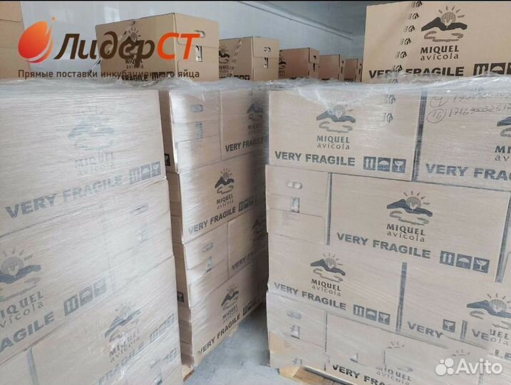 Инкубационное яйцо бройлера