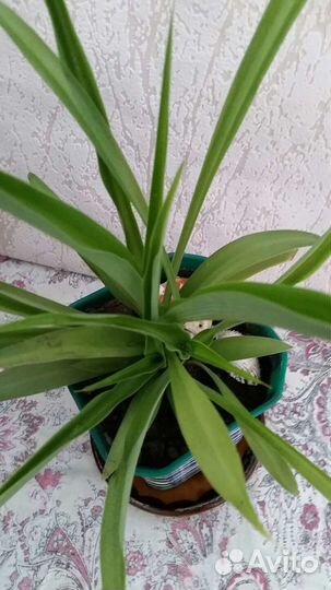 Хлорофитум Зелёный