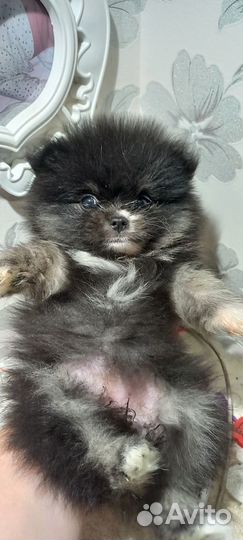 Щенки шпица