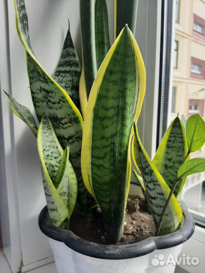 Комнатные цветы