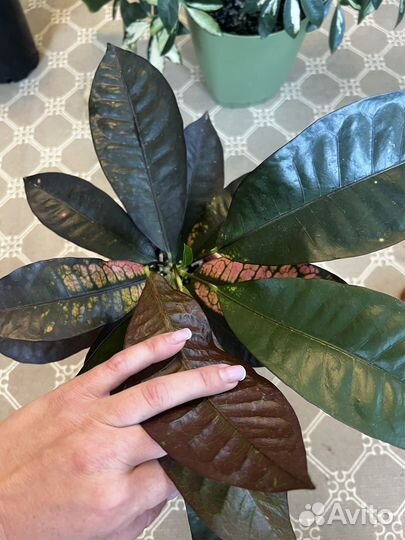 Кодиеум миссис айстон