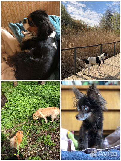 Передержка собак и кошек. Выгул собак