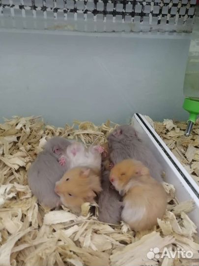 Сирийский хомяк