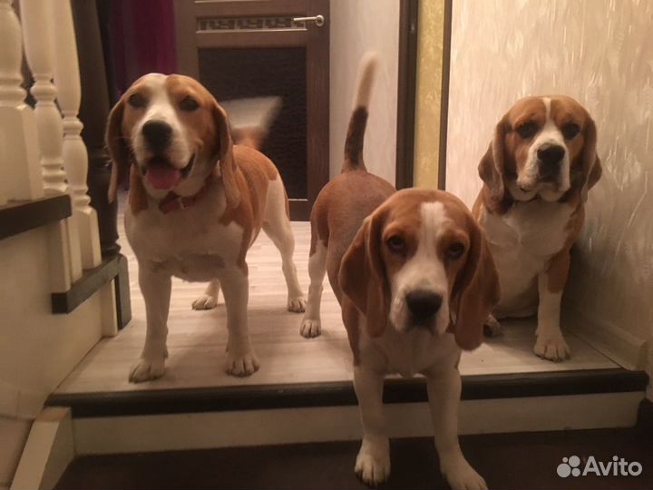 Передержка собак,биглей,джек расселов,корги