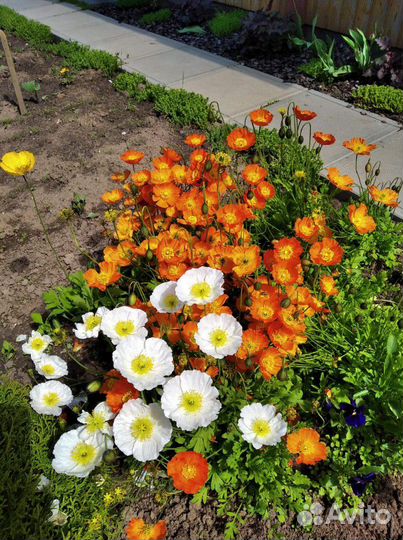 Мак Альпийский декоративный/ семена и растения