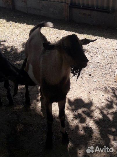 Козел на племя