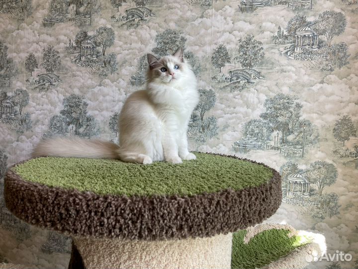 Другие породы