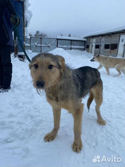 Собака в добрые руки