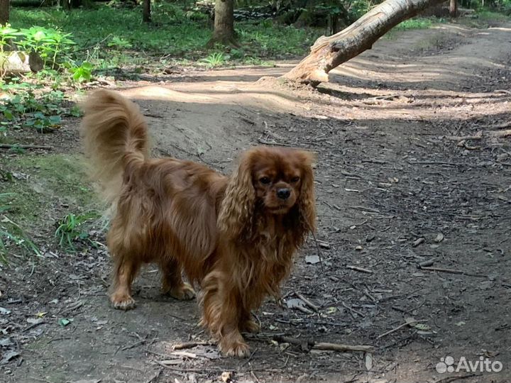 Вязка кавалер-кинг-чарльз-спаниель (рубин)