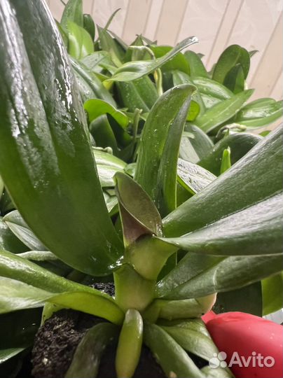 Подростки фаленопсисы в 1.7 торф 3 сорта