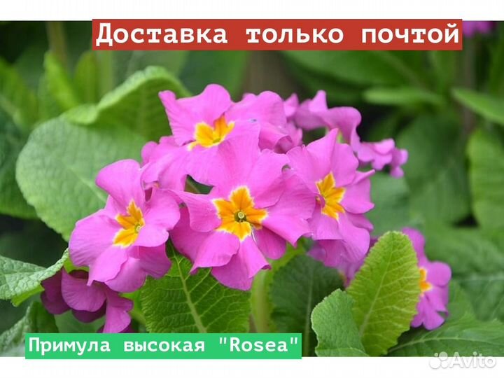 Примула высокая Rosea