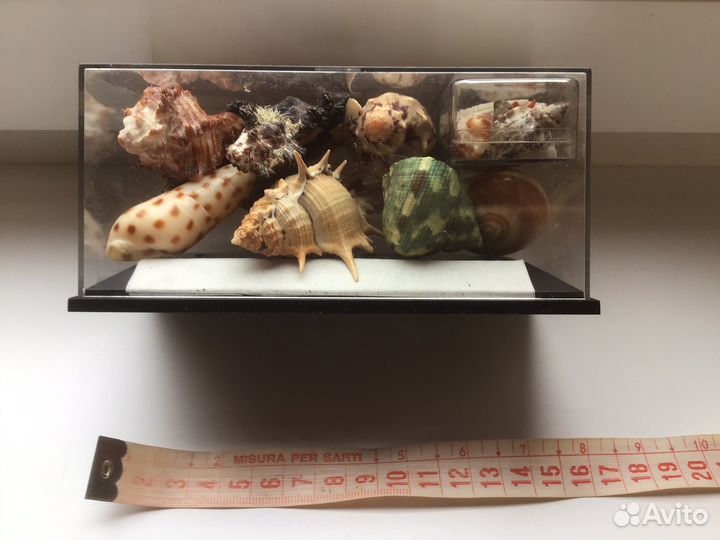 Два набора с ракушками