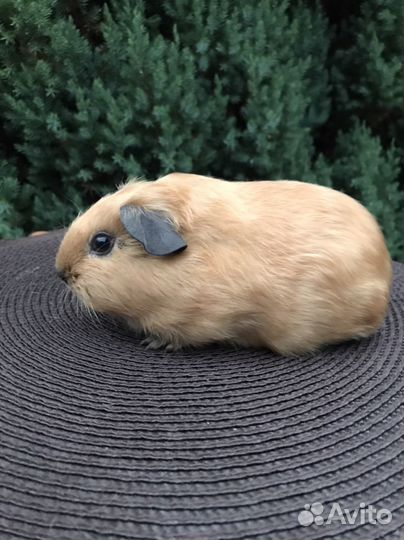 Морские свинки девочки