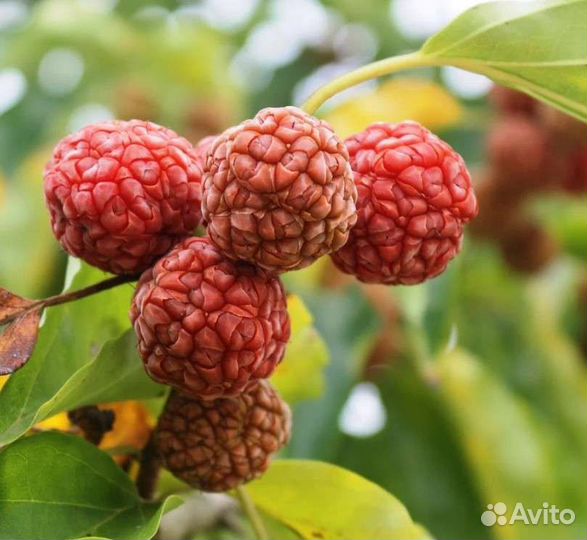 Саженцы Киви, фейхоа,кудрания,мушмула