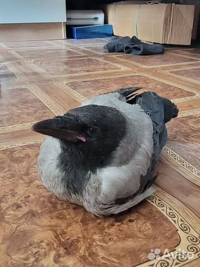 Отдам молодого воронёнка в хорошие руки