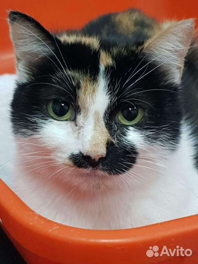 Где ты, мой человек