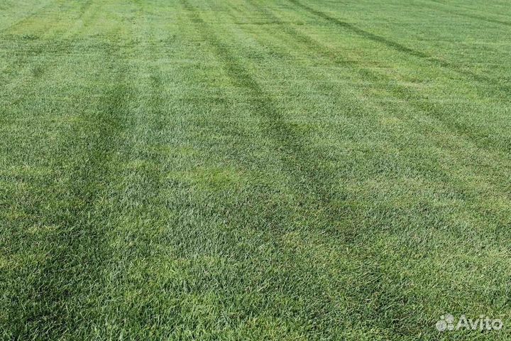 Рулонный газон, укладка, продажа