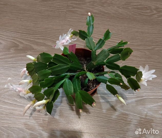 Декабрист Malissa