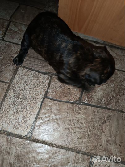 Французский бульдог щенки