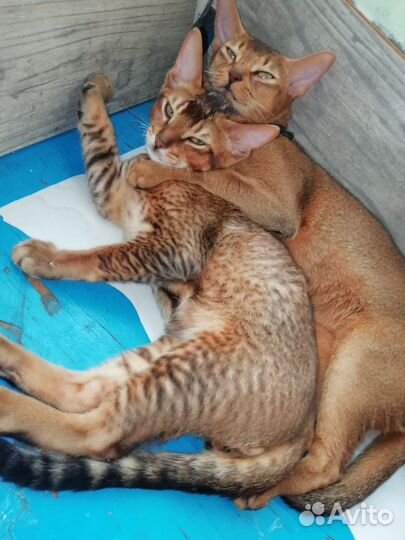 Кошки