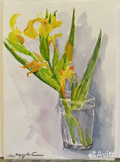 Ирис дикий. Дендробиум. Ботаника. Акварель